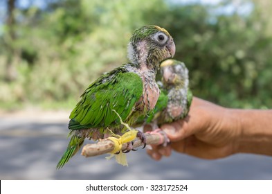 Poacher Holds Captured Baby Parrots Illegal Stock Photo Shutterstock