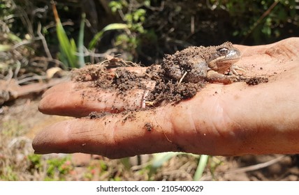 Pobblebonk (Banjo Frog) Of South Eastern Australia In Open Palm Of Hand Partly Covered In The Sandy Mud He Has Been Living In