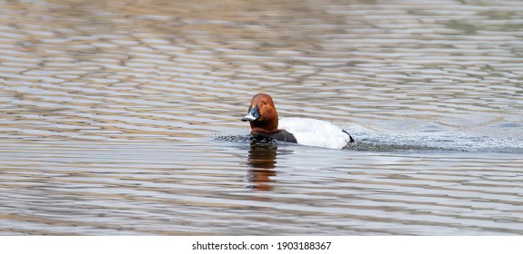 Pochard Aythya ferina swims on the surface and searches for food, the best photo - Shutterstock ID 1903188367