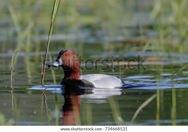 A pochard with shining red eye\
swims on the lake\'s surface in a very contrasting backlight.\
Close-up photo of real wildlife.  Common Pochard, Aythya\
ferina.