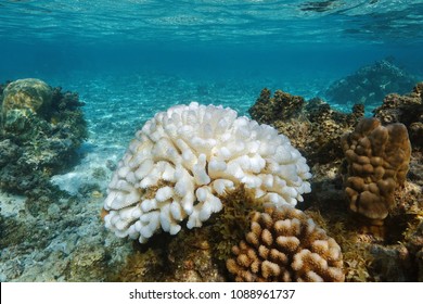 Pocillopora coral bleached due to El Nino in the Pacific ocean, Polynesia, American Samoa - Shutterstock ID 1088961737