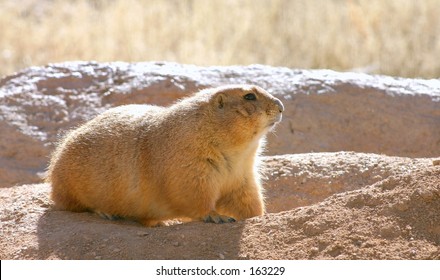 Pocket Gopher