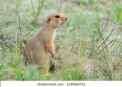 Pocket Gopher Sits On The Summer Meadow