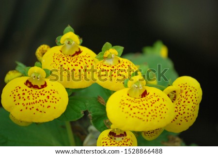 Pocketbook Flower, Slipper Flower or Calceolaria Herbeohybrida Group. Is a short lived flowering plant, a hybrid of a compact shrub.