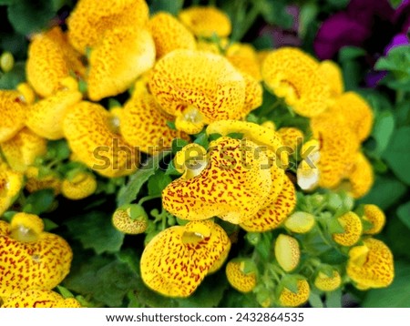Pocketbook plant: a species of Lady's purses, its botanical name is Calceolaria crenatiflora.