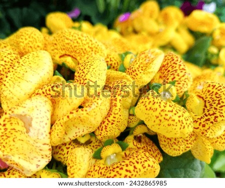 Pocketbook plant: a species of Lady's purses, its botanical name is Calceolaria crenatiflora.