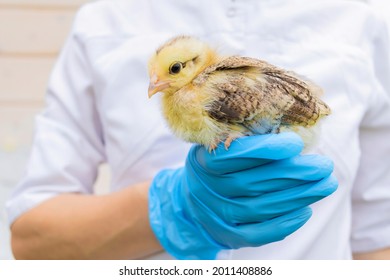 Pockmarked Baby Chick In Hand Veterinarian In Medical Gloves. Examination, Treatment, Vaccination, Prevention Of Diseases, Avian Influenza In Pet. Doctor Vet In Chicken Poultry Farm. Farmer