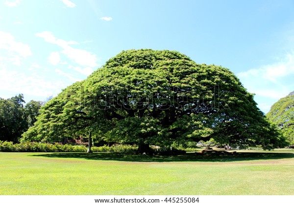  pod big tree in Hawaii