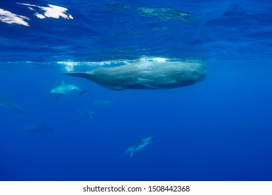 Pod Of Bottle Nose Dolphins Harassing Sperm Whales, Atlantic Ocean, Pico Island, The Azores, Portugal.