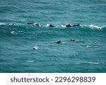 A pod of bottlenose Burrunan dolphins, Port Phillip Heads Marine National Park, Point Nepean, Port Sea, Mornington Peninsula, Victoria, Australia