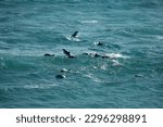 A pod of bottlenose Burrunan dolphins, Port Phillip Heads Marine National Park, Point Nepean, Port Sea, Mornington Peninsula, Victoria, Australia
