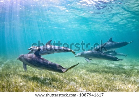 A pod of bottlenose dolphins is swimming over sea grass in shallow clear water on a sunny day.