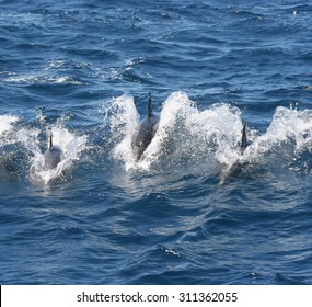 A Pod Of Common Dolphin Surfing On An Ocean Wave