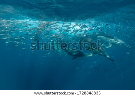 Pod of common dolphins feeding on a sardine bait ball during the sardine run, East coast South Africa