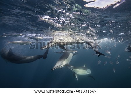 Pod of common dolphins has trapped a school of sardines against the surface so they can feed on them. Image was taken just south of the Eastern Cape town of Port St Johns during the sardine run.