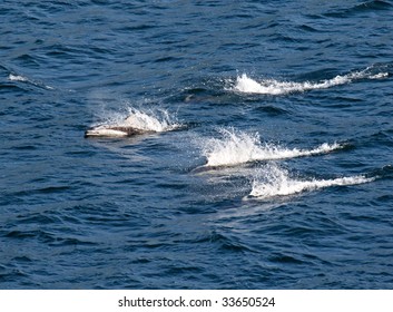 Pod Of Dall's Porpoise