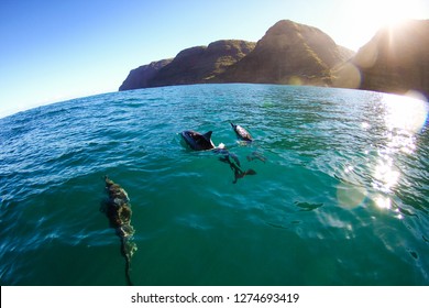 pod of dolphin swim next to the boat off the napali coast of west kauai in the beautiful clear green blue water while the sun shines through the cracks of the mountain cliffs