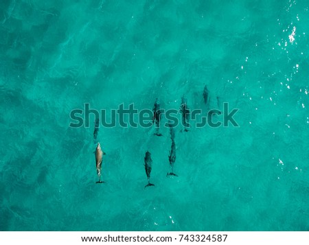 Pod of Dolphin in turquoise water