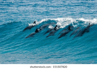 A pod of dolphins catch a wave and surf it in Mozambique.