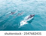 A pod of dolphins having a fun time