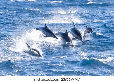 Pod of dolphins, including a calf, swimming off the coast of Newport Beach