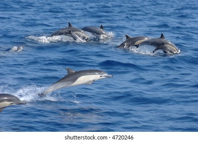 Pod Of Dolphins Leaping Out Of The Water