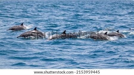 A pod of Dolphins off the coast of Muscat in Oman