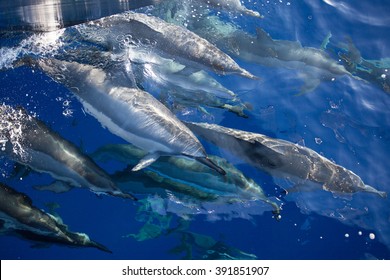 Pod of dolphins ride in front of the bow of the ship