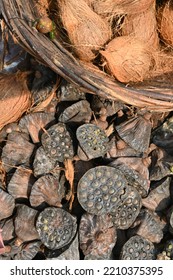 Pod Of Dried Lotus Flower Containing Fox Seeds Or Lotus Seeds During Ashtami(name) Hindu Festival. Seeds Have High Nutrient Value,  Eaten After Removing Brown Cover. The White Fruit Inside  Roasted. 