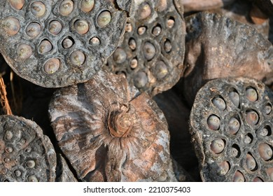 Pod Of Dried Lotus Flower Containing Fox Seeds Or Lotus Seeds During Ashtami(name) Hindu Festival. Seeds Have High Nutrient Value,  Eaten After Removing Brown Cover. The White Fruit Inside  Roasted. 