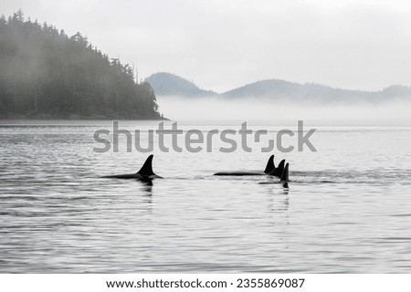 Pod of four Orca (Orcinus orca) on whale watching tour, Telegraph Cove, Vancouver Island, British Columbia, Canada.