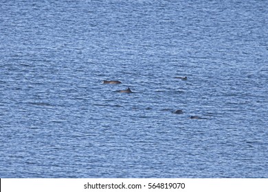 A Pod Of Harbour Porpoise (Phocoena Phocoena) Off Shetland, Scotland, UK.