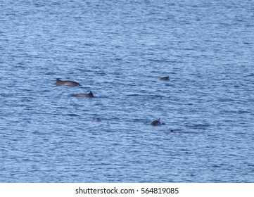 A Pod Of Harbour Porpoise (Phocoena Phocoena) Off Shetland, Scotland, UK.