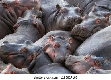 A pod of hippos, Hippopotamus amphibius,  huddle together in the Mara River, Masai Mara, Kenya. 