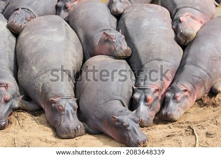 Similar – Foto Bild Viele überfüllte Schweine in einem Bauernhof.