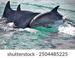 Pod of Indo-Pacific bottlenose dolphins in Algoa Bay, South Africa