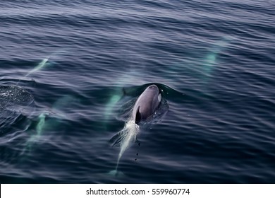 A Pod Of Killer Whales In The Gerlache Strait, Antarctica