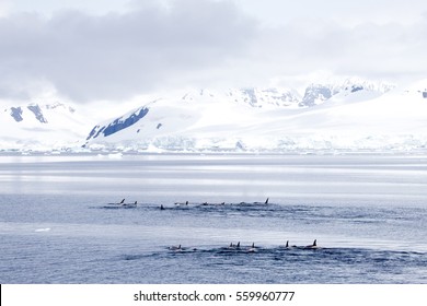 A Pod Of Killer Whales In The Gerlache Strait, Antarctica