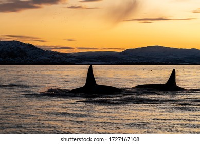 Pod Of Killer Whales In The Late Afternoon, Northern Norway.