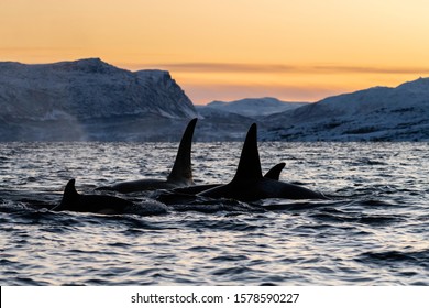 Pod Of Killer Whales At Sunset, Kvaenangen Fjord Area, Northern Norway.