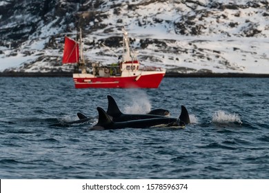 Pod Of Killer Whales Swimming With A Fishing Boat In The Background, Kvaenangen Fjord Area, Northern Norway.