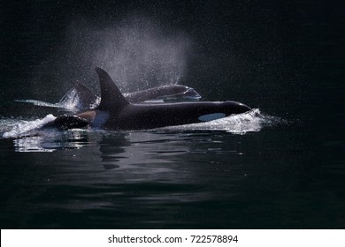 A Pod Of Killer Whales Swimming In Kenai Fjords Alaska