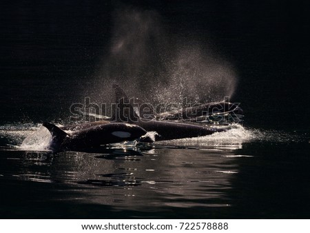 A pod of killer whales swimming in Kenai Fjords Alaska