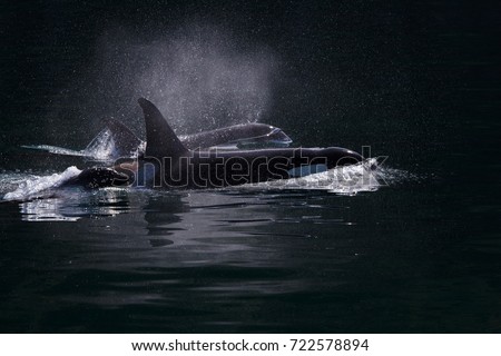 A pod of killer whales swimming in Kenai Fjords Alaska