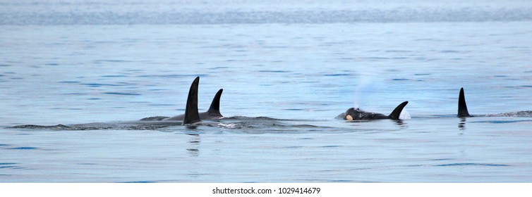 Pod Of Orca Killer Whales Blowing And Swimming In Blue Ocean, Victoria, Canada
