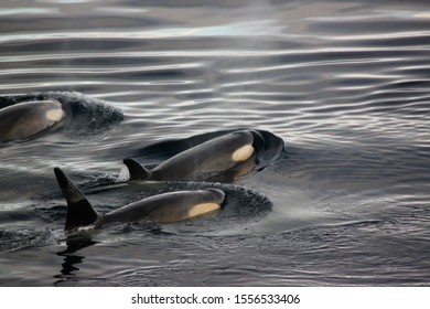 Pod Of Orca (Killer Whales) Including Calves Seen At Sunset In Antartica