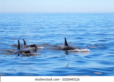 Pod of Orca Killer whales swimming, Victoria, Canada. Blue sky and ocean.