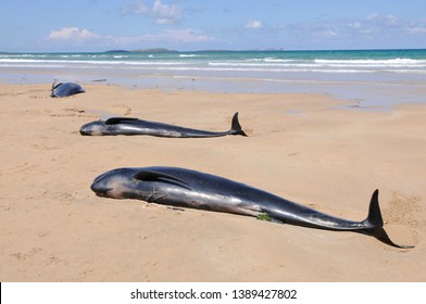 A pod of pilot whales lie stranded on a beach in Ireland

