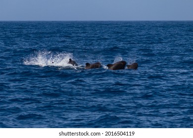 Pod of pilot whales swimming and splashing in brilliant clear and blue waters of the coast of Tenerife  - Shutterstock ID 2016504119