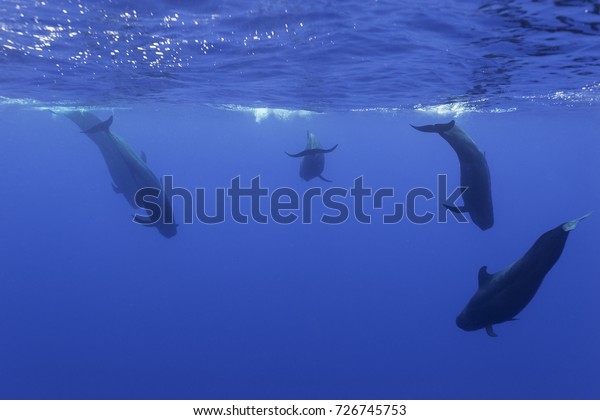 Pod Short Finned Pilot Whales Swimming Stock Photo Edit Now